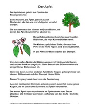 Der-Apfel-Lesetext-1-3-B.pdf